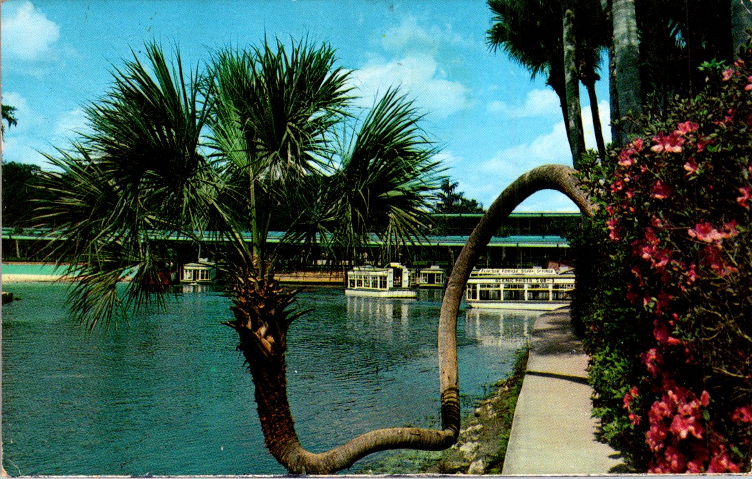 Silver Springs FL Lucky Palm PC 1974 Scenic Cruise Glass Bottom Boats Floridas
